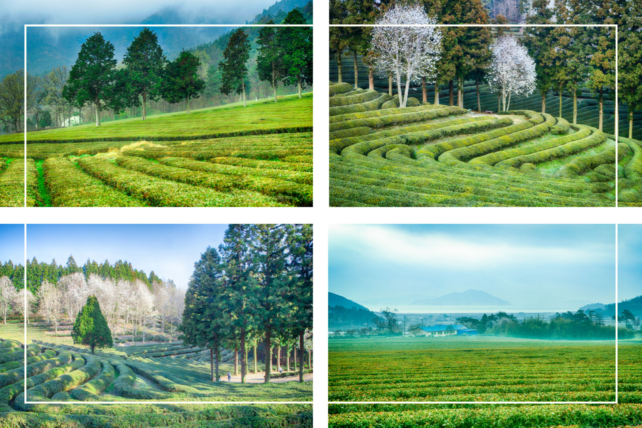 Daehan dawon tea plantation